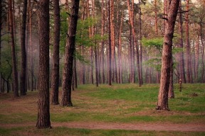 LEYU乐鱼体育官方网站-王者荣耀赛场节奏变化快选手临场应变成重点，王者荣耀节奏变快了吗
