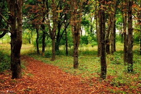 乐鱼体育App下载-欧洲杯战术变革：套路多变，每场都精彩！，欧洲杯战记