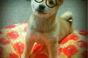 乐鱼官方登录入口-墨西哥在客场取胜，拉美篮球竞争白热化，墨西哥篮球厉害吗