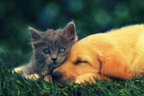 乐鱼app-奥卡拉汉再次证明她是200自绝对王者，拉奥 卡奥