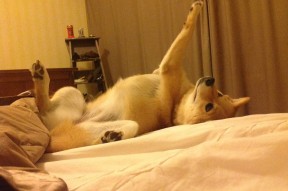 乐鱼vip-国家队技战术不匹配青年梯队训练模式，国家队技能顺序