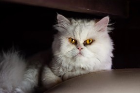 乐鱼体育登录-中国篮球推动多城市联合办赛促进资源整合，中国举办篮球职业联赛