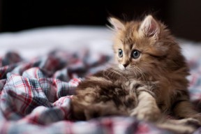 LeyuSports-中国足球联赛转播版权价值持续攀升，中国转播足球赛是几几年开始