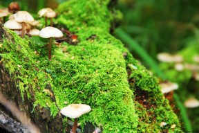 乐鱼（中国）体育官方网站-南非羚羊队的快速反击：每一次抢断和反击都如闪电般迅猛，北非大羚羊