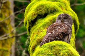 下载乐鱼体育APP-库里最后时刻助攻队友勇士险胜热火，库里尽力了队友cba