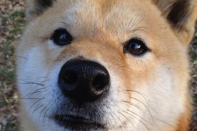 乐鱼体育-卢旺达男篮在非洲预赛中奋勇迎战，梦想奥运