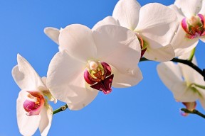 leyu乐鱼-德克斯决赛表现超出预期赢得认可，德克最后一场比赛