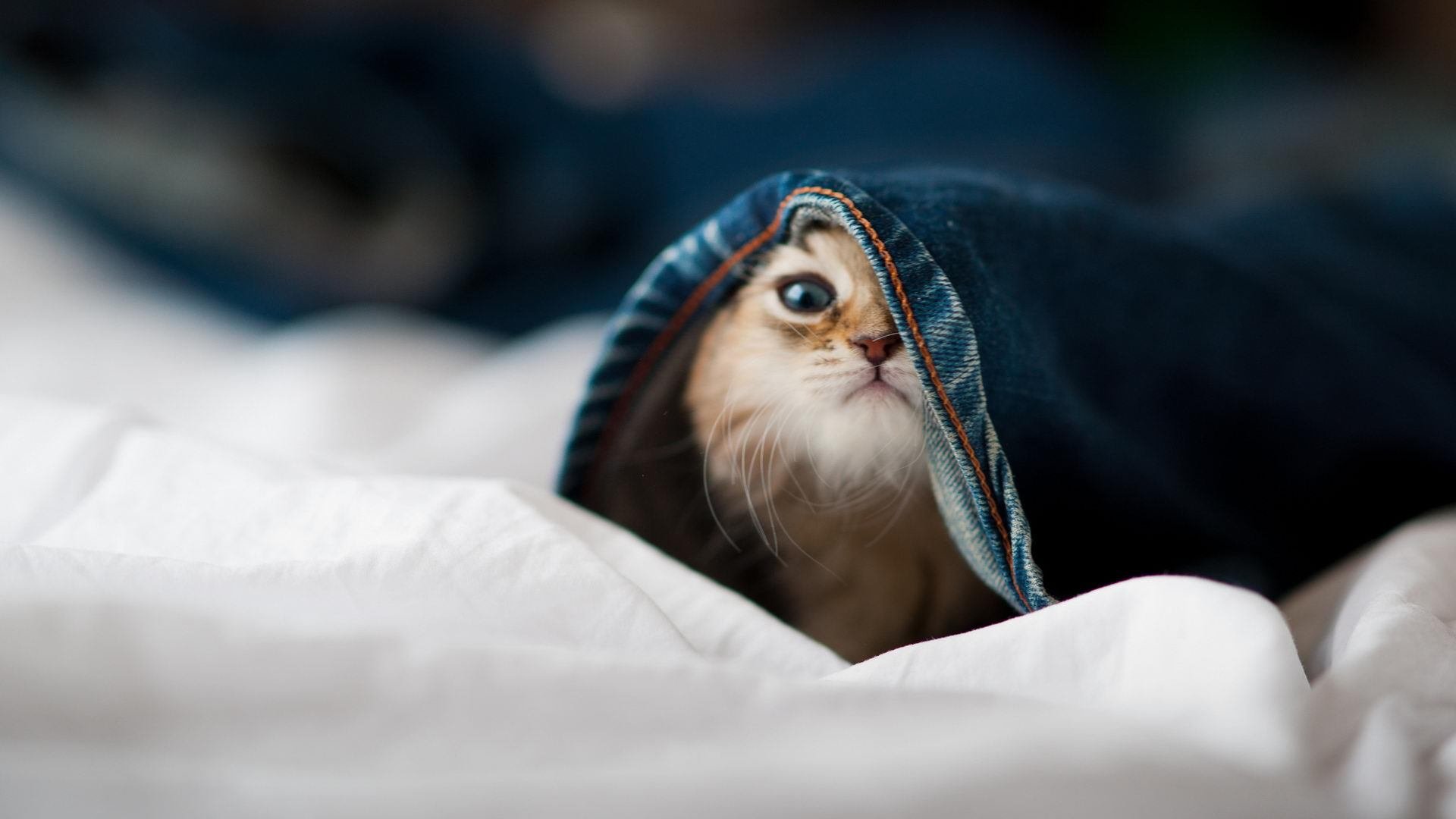 “天府新区沙滩赛场,沙滩合球展示无限可能”