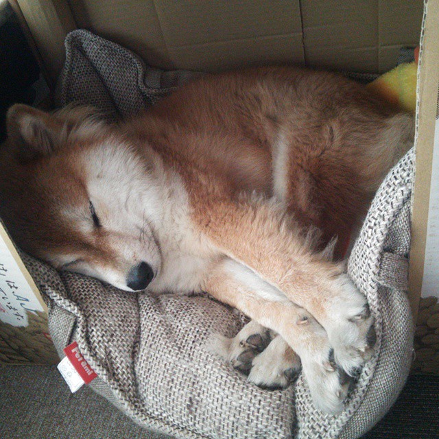 体育新闻中心开展体育赛事内容版权纠纷调解培训,体育赛事知识产权保护