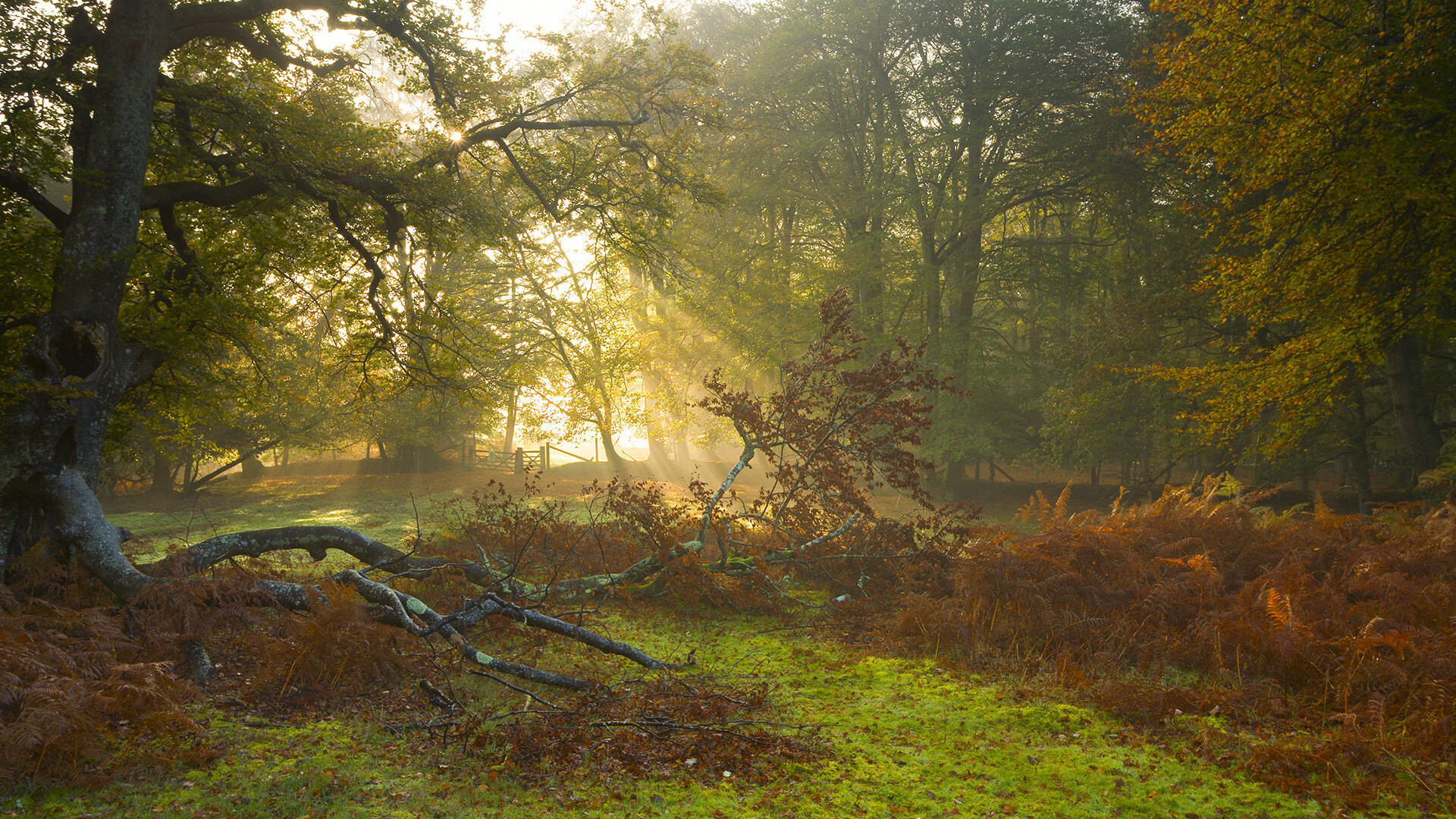 男子4x100混合接力破赛会纪录,4x400米混合接力赛回放