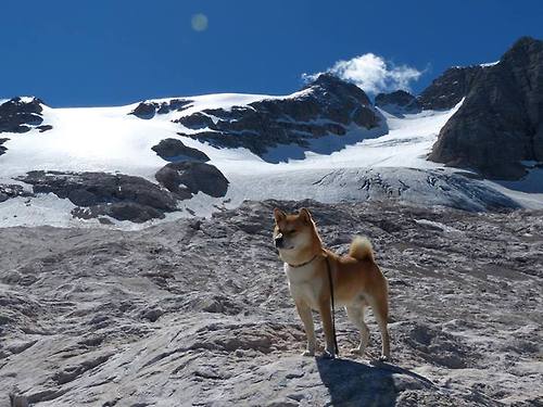 东契奇表示本赛季目标只有冲击总决赛,东契奇比赛集锦