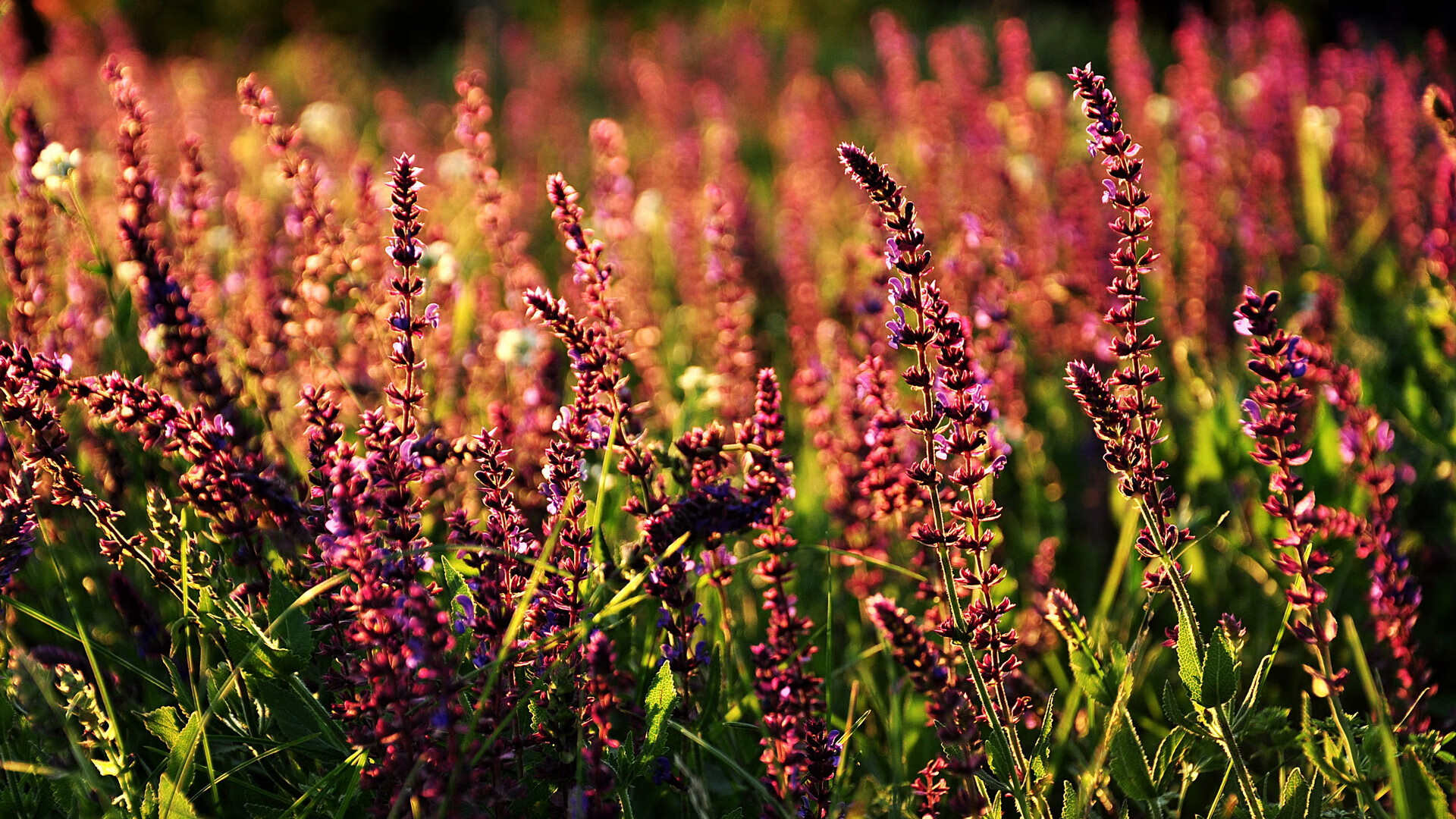 中国女足战胜劲敌晋级八强,中国,女足