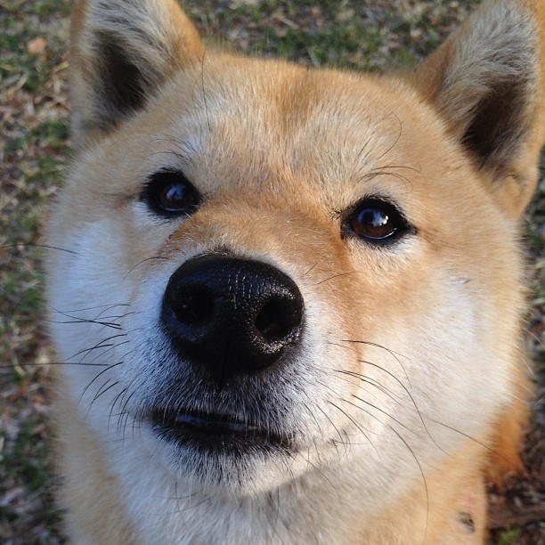 卢旺达男篮在非洲预赛中奋勇迎战,梦想奥运