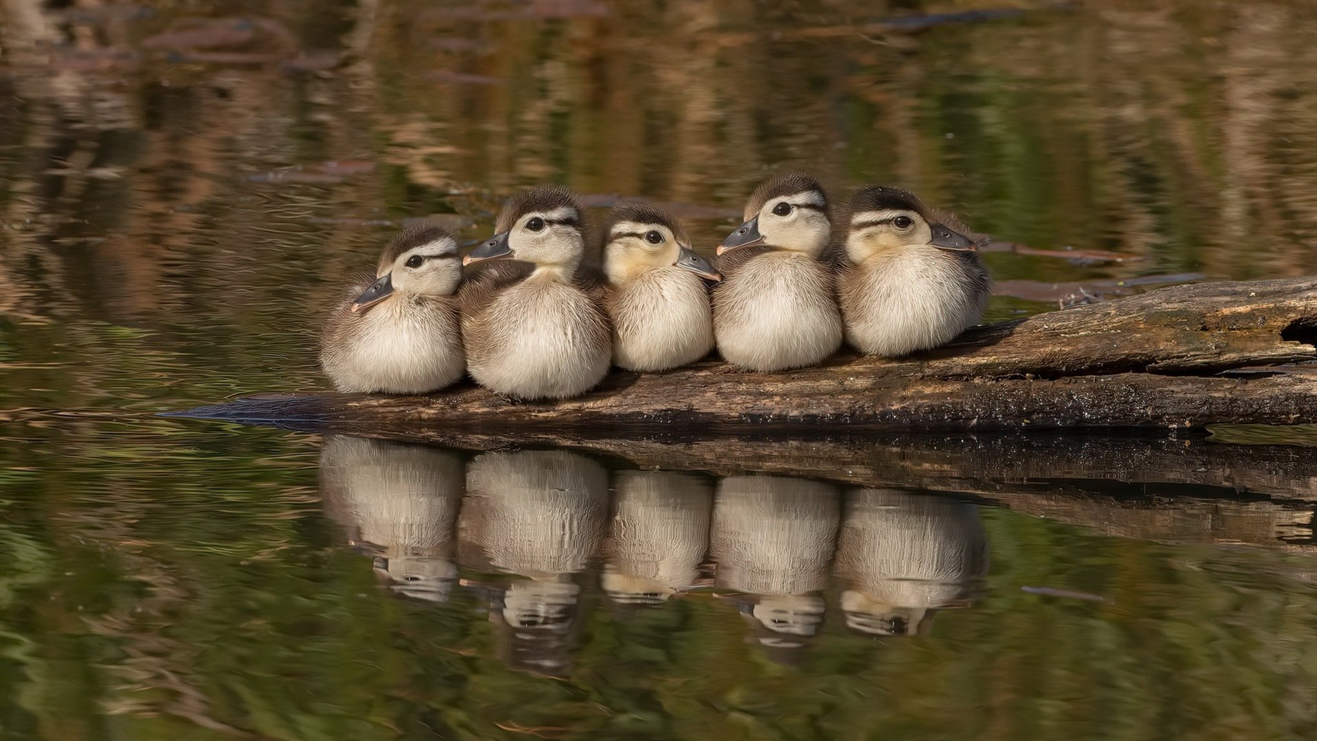 威尔士男队从失利到重生:是否迎来新的黄金时代?,威尔士队最新大名单