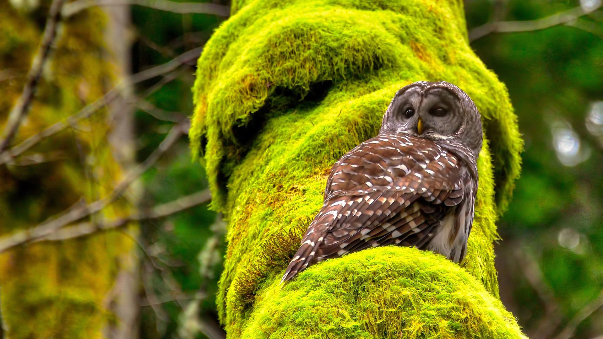库里最后时刻助攻队友勇士险胜热火,库里尽力了队友cba