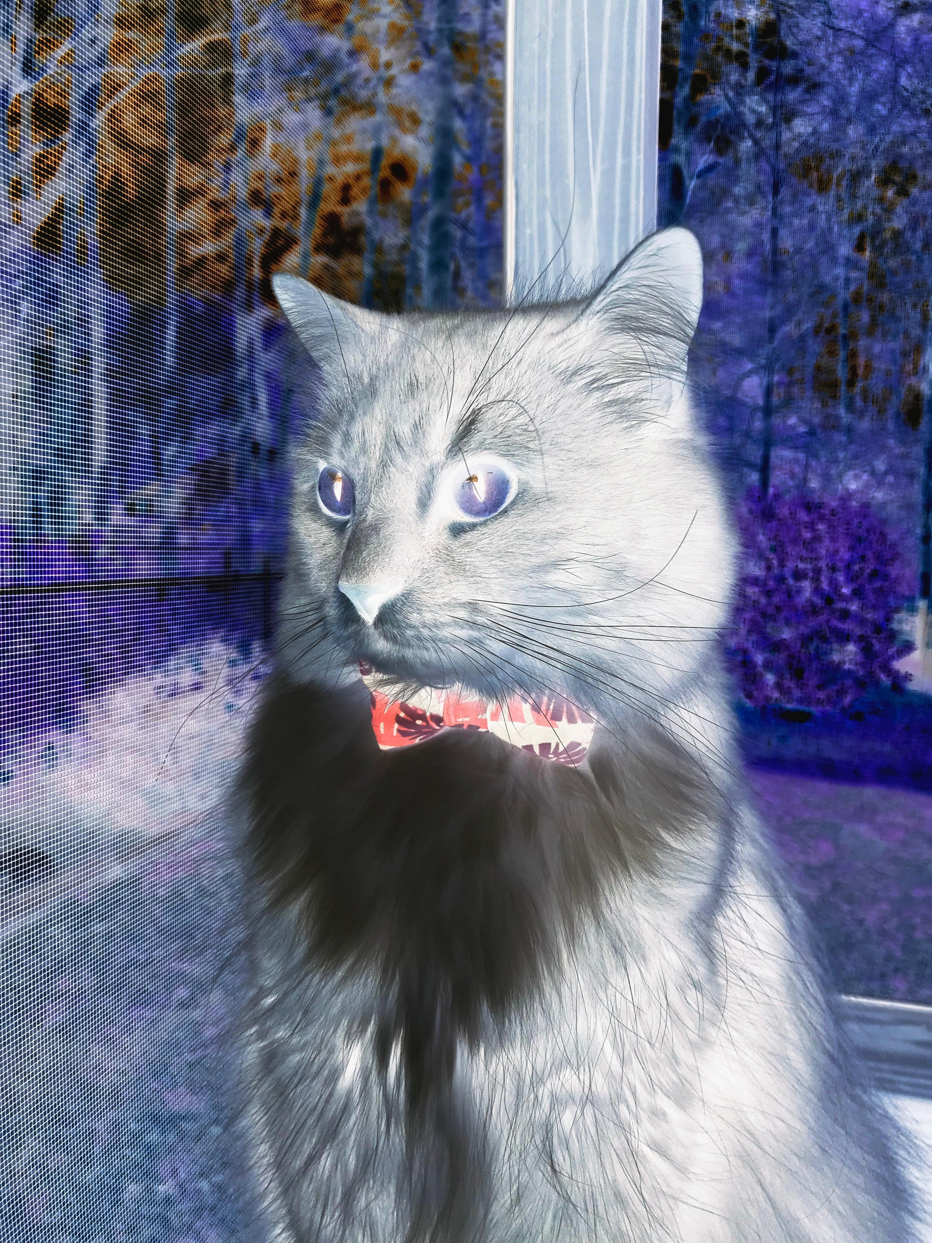 湖人创造历史NBA总决赛,湖人创造历史nba总决赛视频