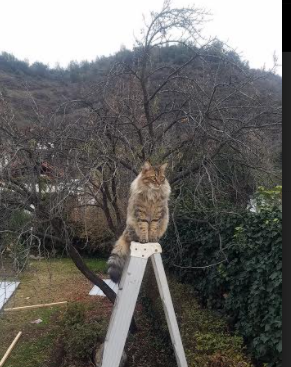 足球与乡村振兴相结合带动文化与经济双丰收,足球文化建设与体教融合